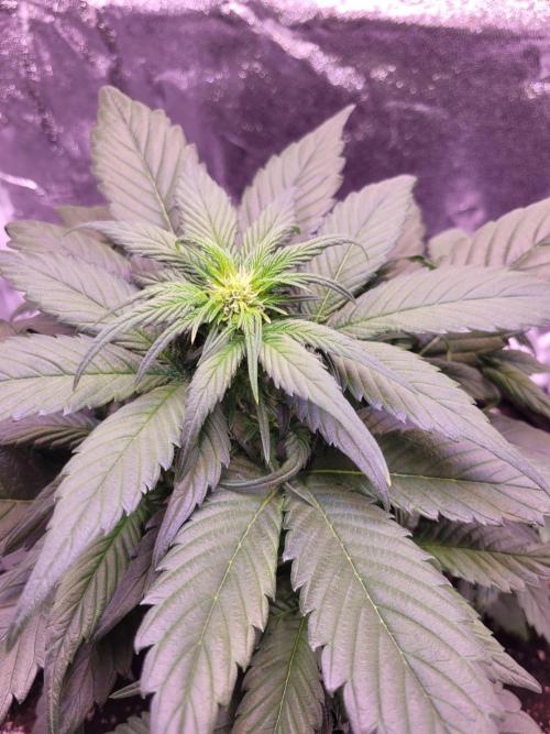 Fast growing some Fastbuds. Week 4