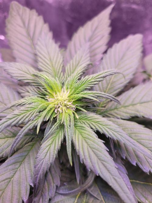 Fast growing some Fastbuds. Week 4
