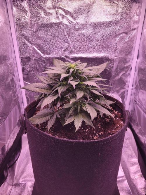 Fast growing some Fastbuds. Week 4