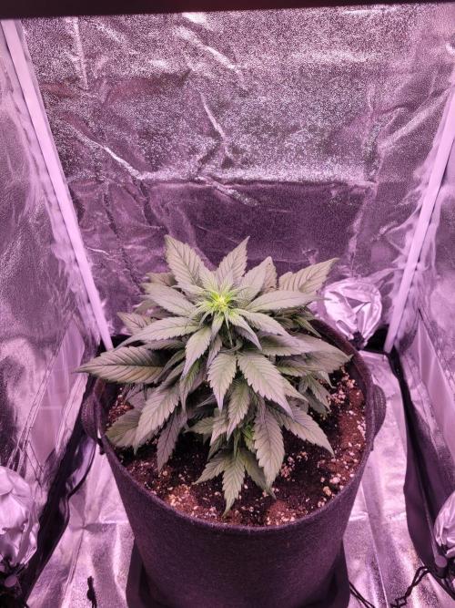 Fast growing some Fastbuds. Week 4