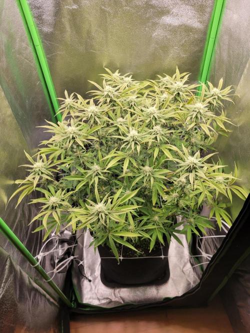 Lets grow some Honey (Runtz) Hash :). Week 16