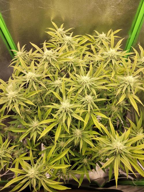 Lets grow some Honey (Runtz) Hash :). Week 16