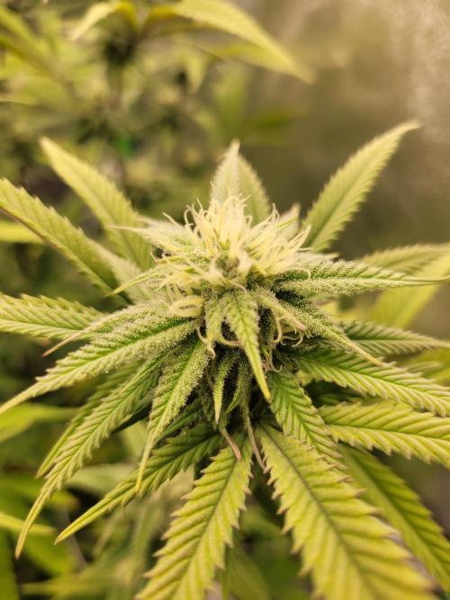 Lets grow some Honey (Runtz) Hash :). Week 16