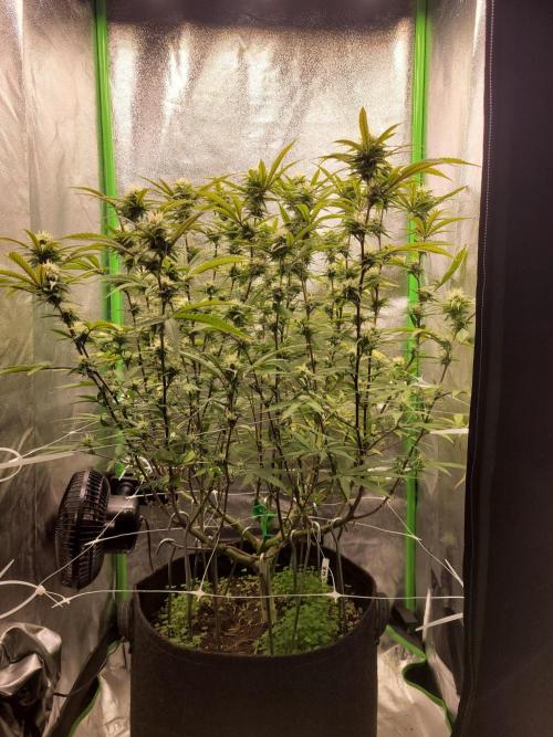 Lets grow some Honey (Runtz) Hash :). Week 16