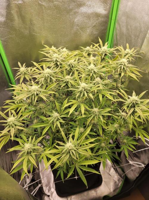 Honey Runtz. Week 16
