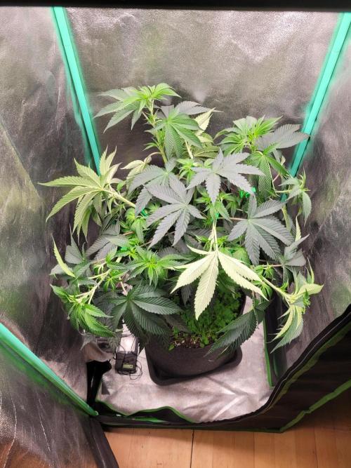 A new Hope. Week 6 - looking down