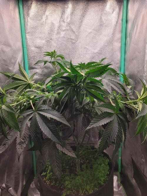 A new Hope. Week 6