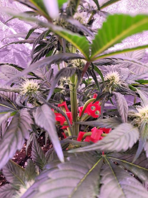 Fast growing some Fastbuds. Week 5