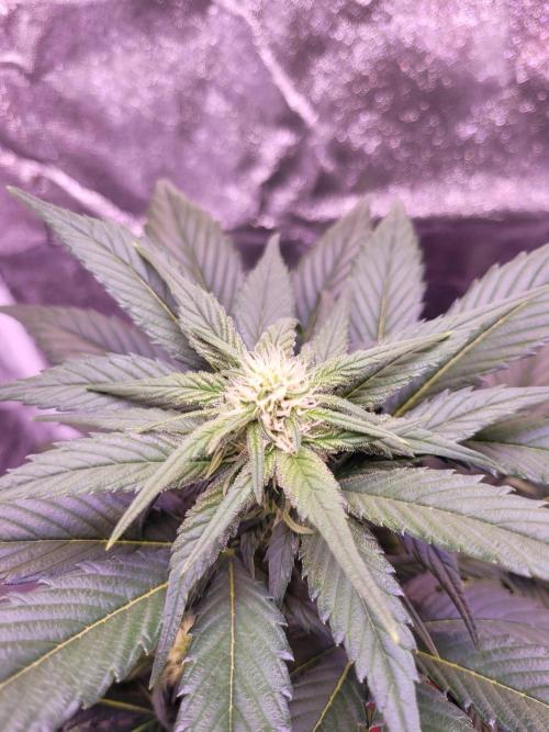 Fast growing some Fastbuds. Week 5