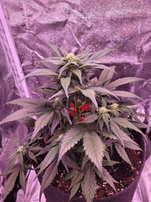 Fast growing some Fastbuds. Week 5