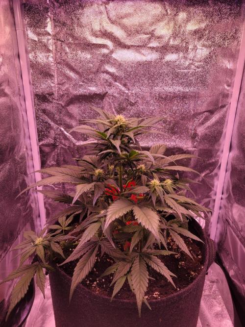 Fast growing some Fastbuds. Week 5