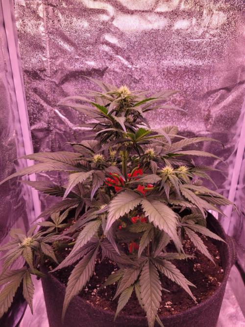 Fast growing some Fastbuds. Week 5