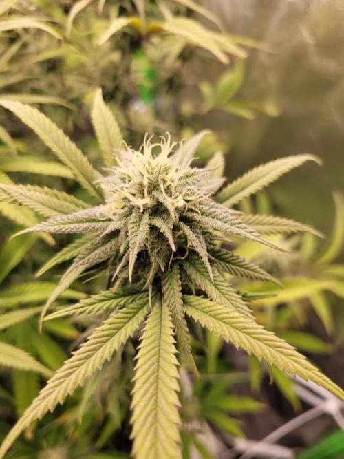 Lets grow some Honey (Runtz) Hash :). Week 17