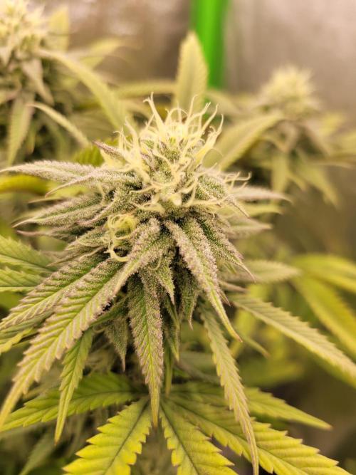 Lets grow some Honey (Runtz) Hash :). Week 17