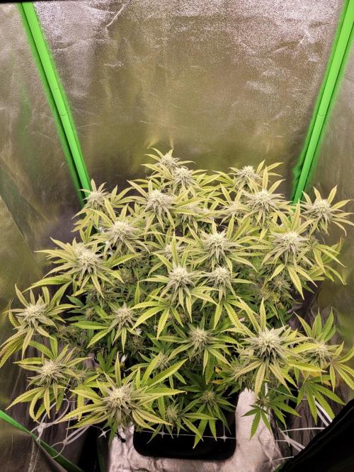 Lets grow some Honey (Runtz) Hash :). Week 17