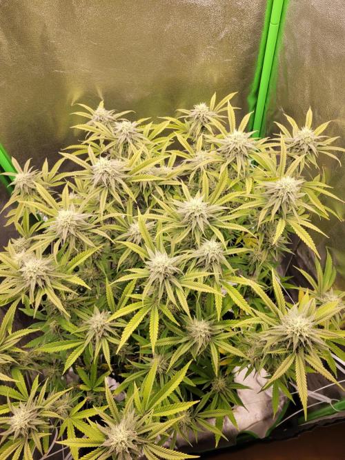 Lets grow some Honey (Runtz) Hash :). Week 17