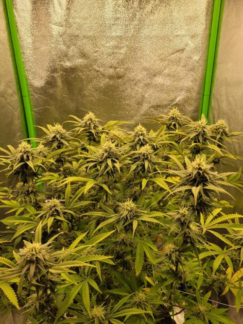 Lets grow some Honey (Runtz) Hash :). Week 17