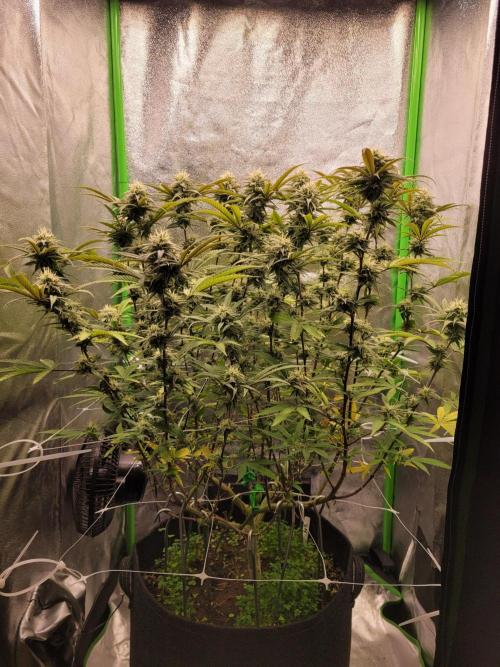 Honey Runtz. Week 17