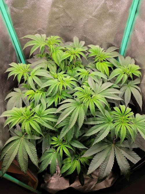 A new Hope. Week 7