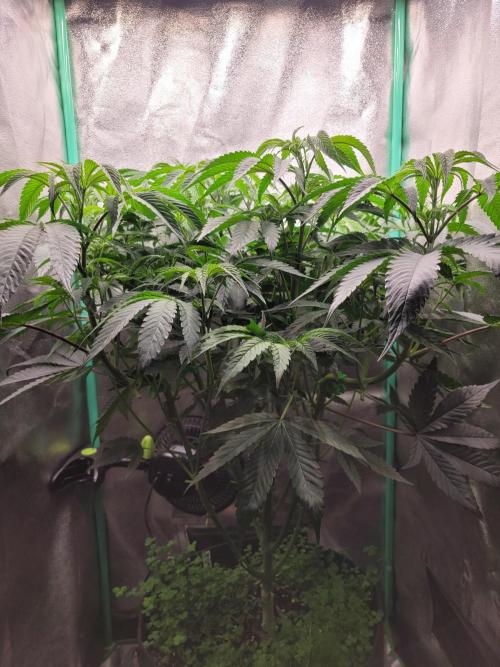 A new Hope. Week 7