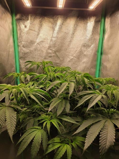 A new Hope. Week 7