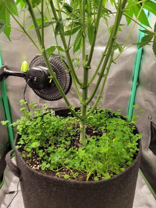 A new Hope. Week 7