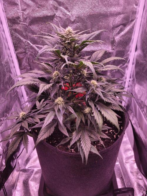 Fast growing some Fastbuds. Week 6