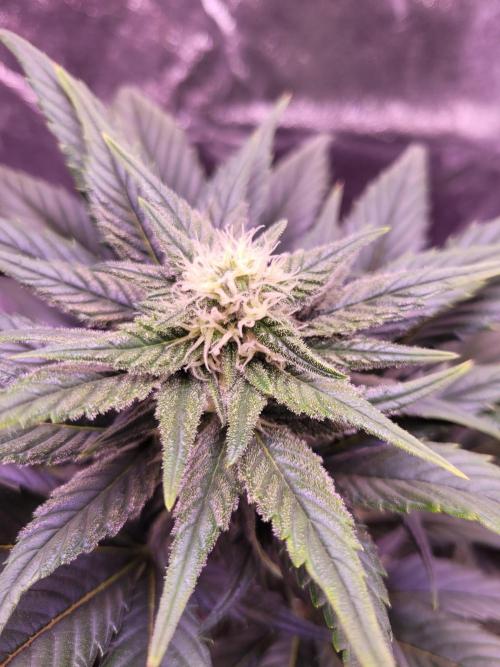 Fast growing some Fastbuds. Week 6
