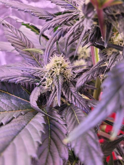 Fast growing some Fastbuds. Week 6