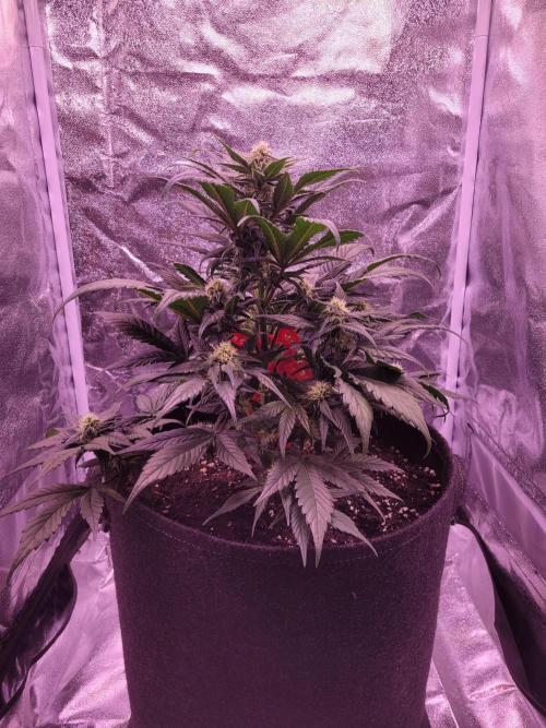 Fast growing some Fastbuds. Week 6