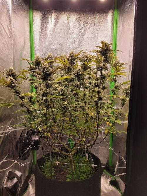 Lets grow some Honey (Runtz) Hash :). Week 18