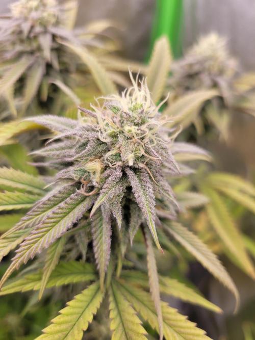Lets grow some Honey (Runtz) Hash :). Week 18