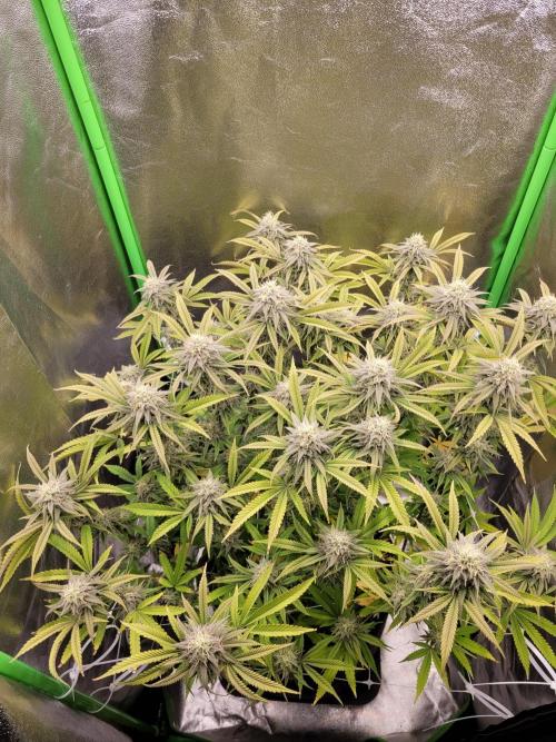 Lets grow some Honey (Runtz) Hash :). Week 18