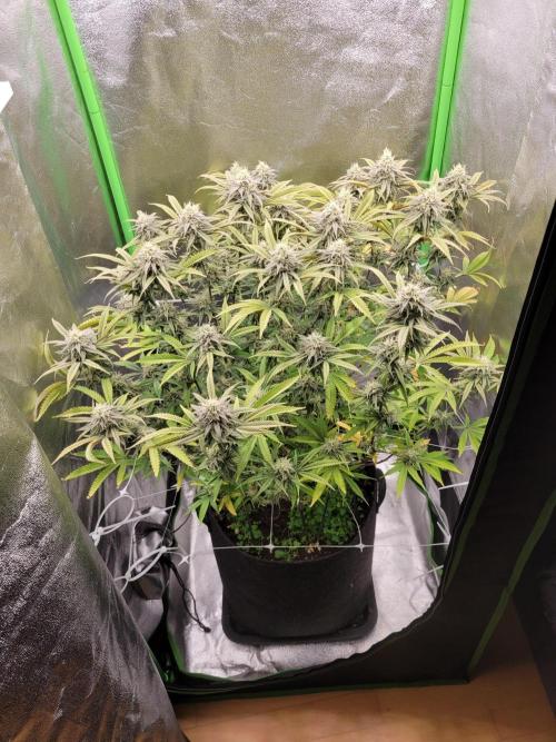 Honey Runtz. Week 18