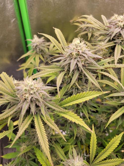 Lets grow some Honey (Runtz) Hash :). Week 18