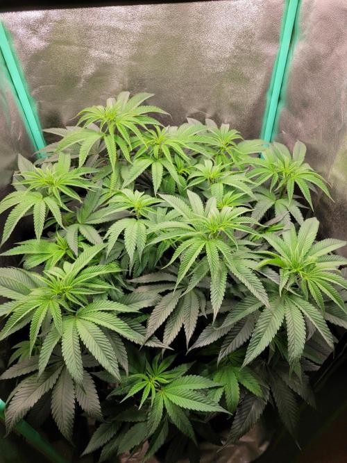 A new Hope. Week 8