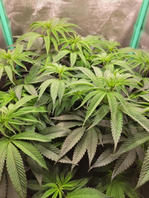 A new Hope. Week 8