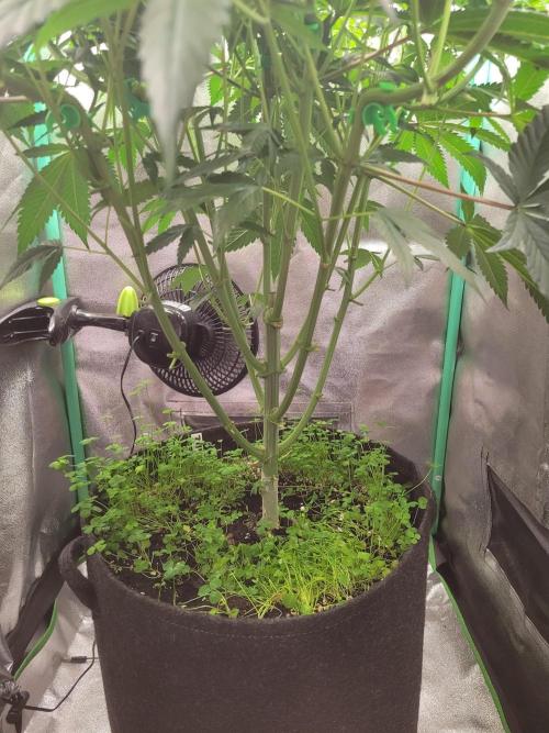 A new Hope. Week 8