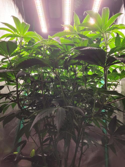 A new Hope. Week 8