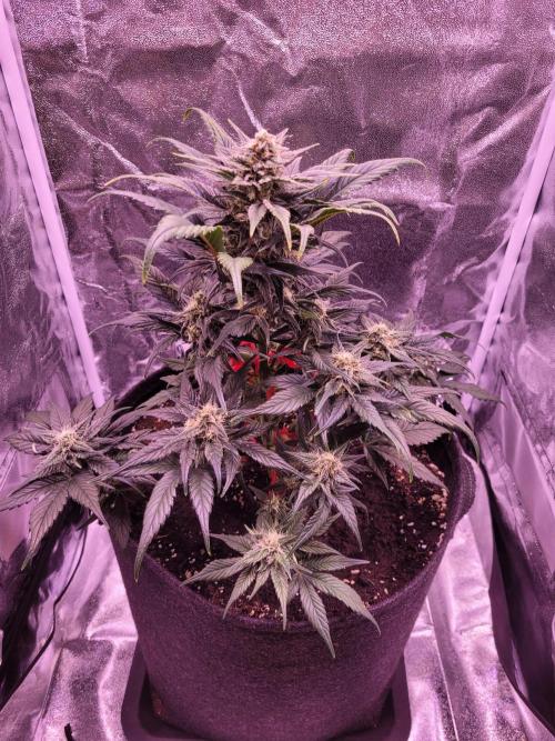 Fast growing some Fastbuds. Week 7