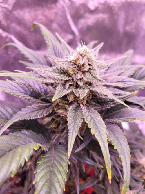 Fast growing some Fastbuds. Week 7