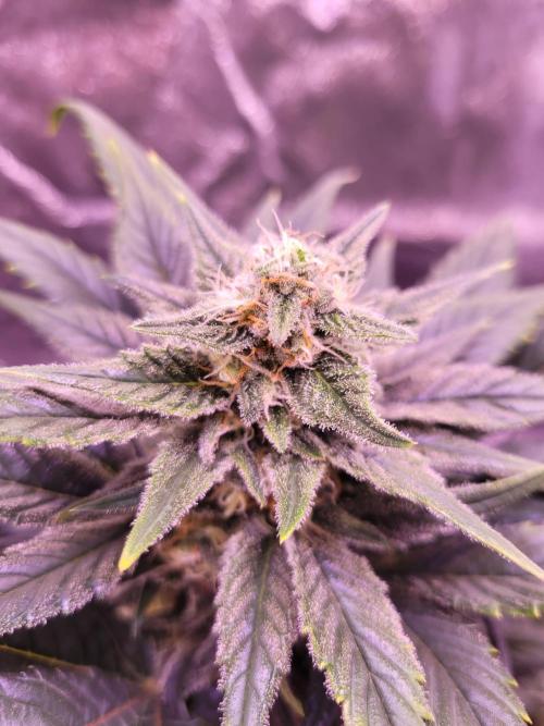 Fast growing some Fastbuds. Week 7