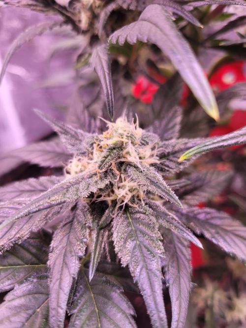 Fast growing some Fastbuds. Week 7