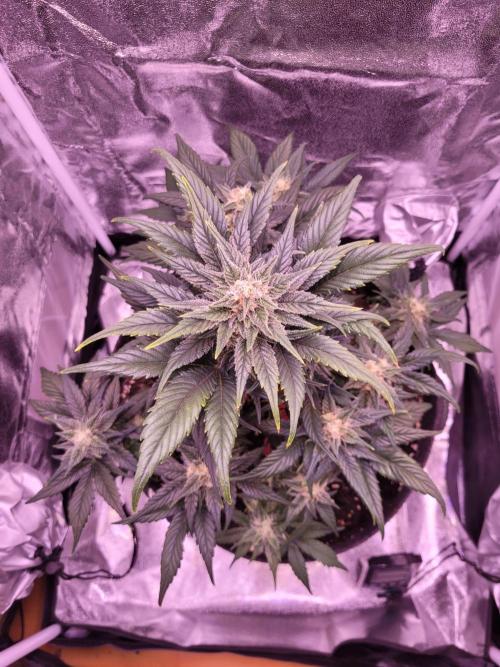 Fast growing some Fastbuds. Week 7
