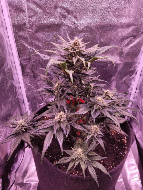 Fast growing some Fastbuds. Week 7