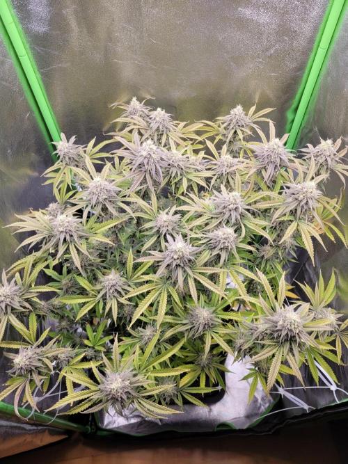 Lets grow some Honey (Runtz) Hash :). Week 19