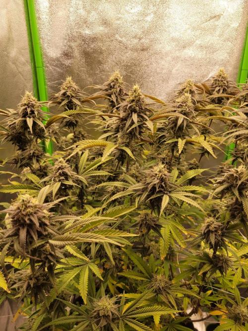 Lets grow some Honey (Runtz) Hash :). Week 19