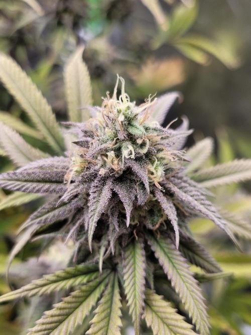 Lets grow some Honey (Runtz) Hash :). Week 19