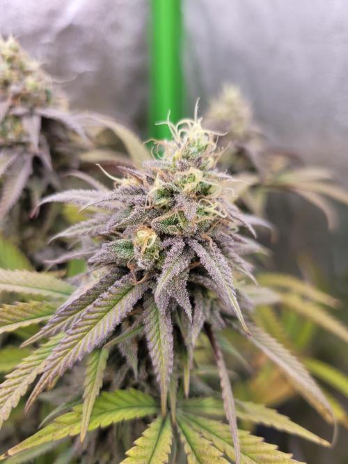 Lets grow some Honey (Runtz) Hash :). Week 19