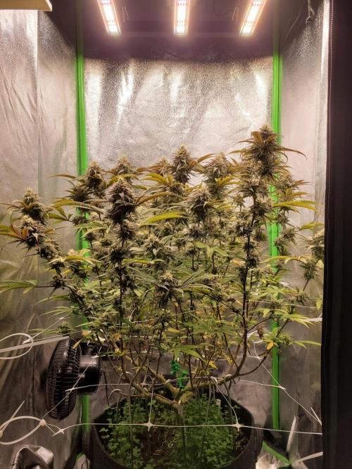 Lets grow some Honey (Runtz) Hash :). Week 19
